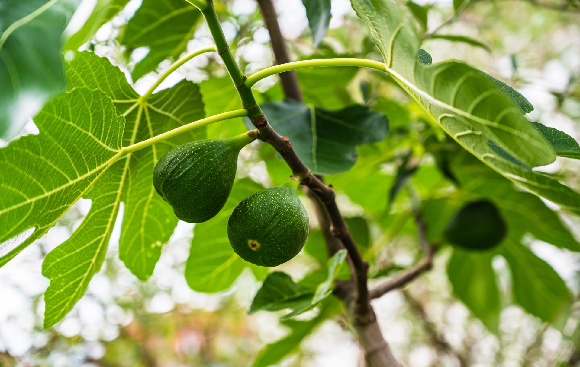 Fig Tree